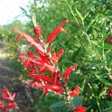 Salvia rutilans